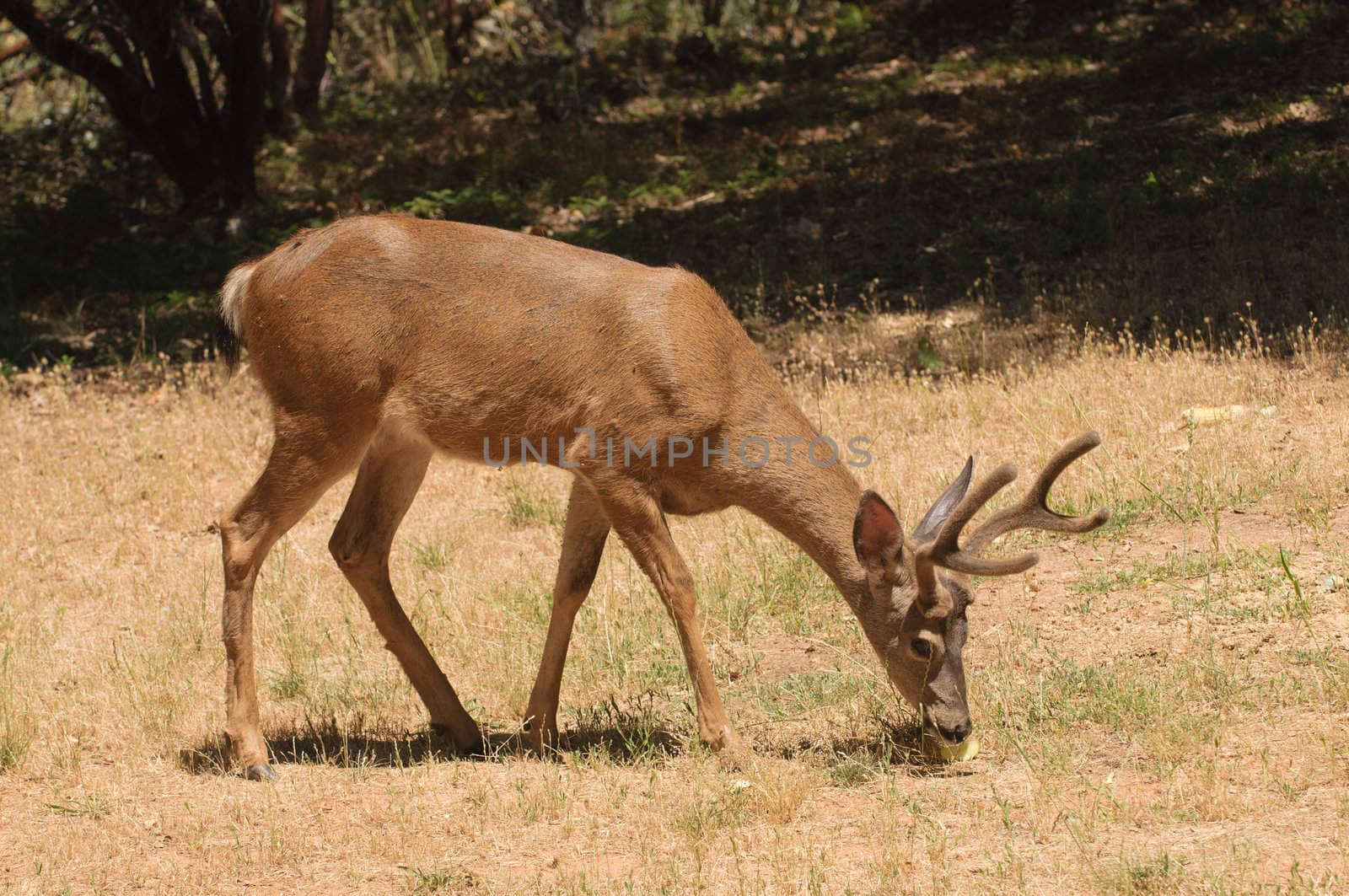 Colombian Black-tailed buck feeding