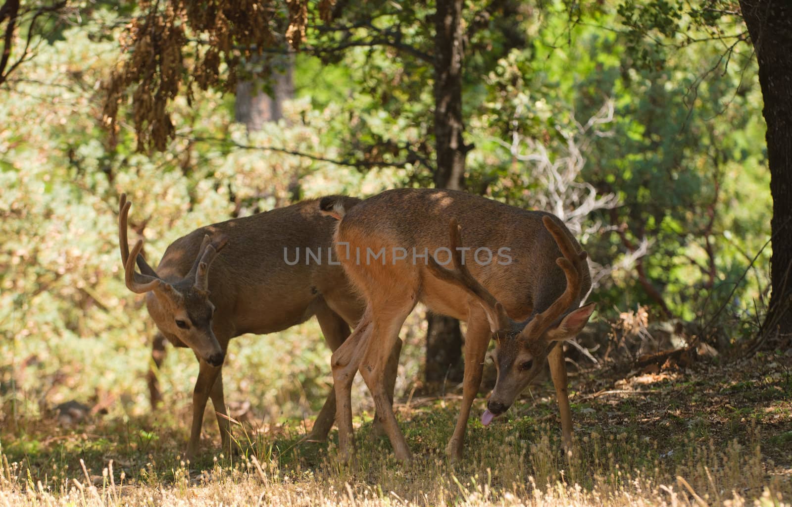 Pair of Black-tailed bucks in the shade 