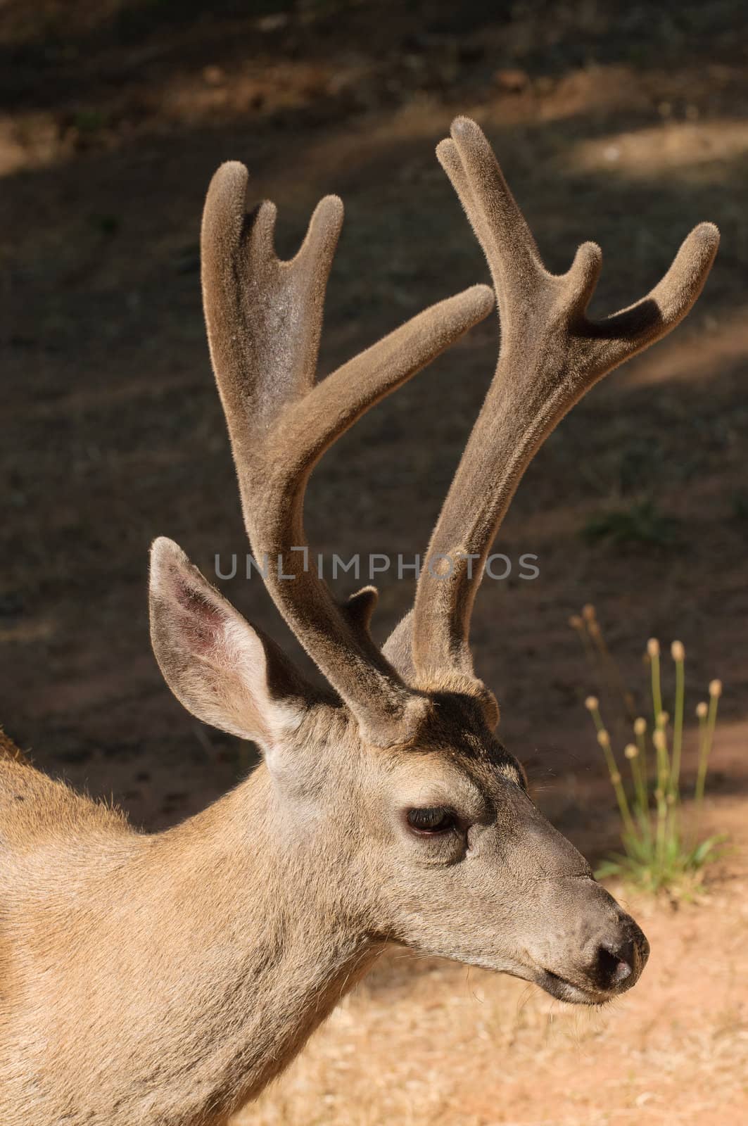 Californian Black-tailed buck  by jeffbanke