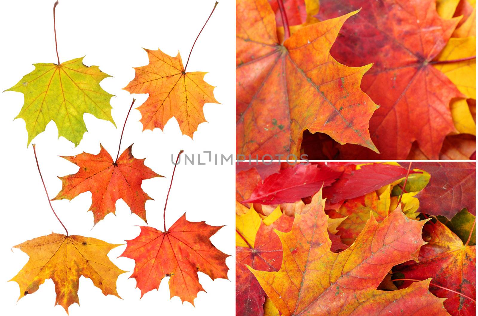 Beautiful autumn maple leafs collage