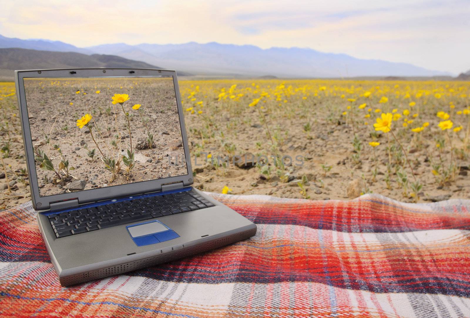 computer with a picture of the local wildflowers on screen sitting on a blanketamid the wildflowers in Death Valley