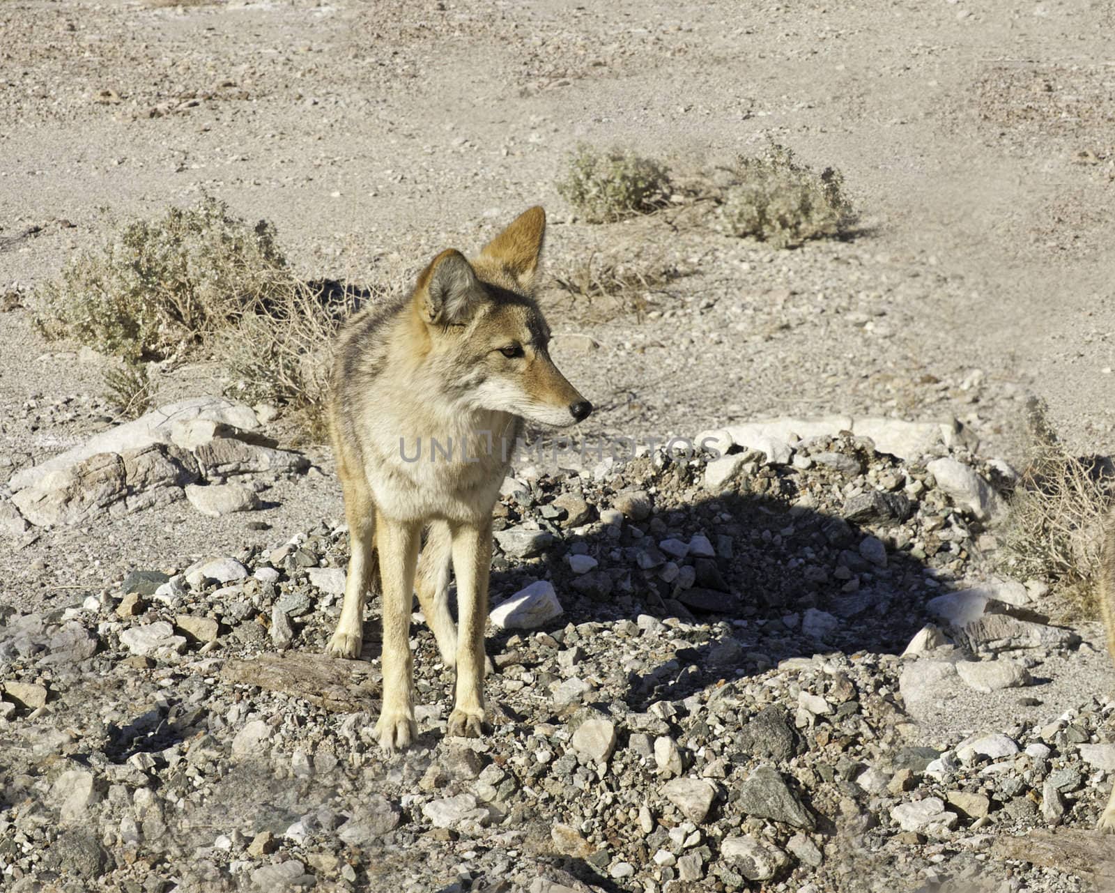 coyote in Death Valley by jeffbanke