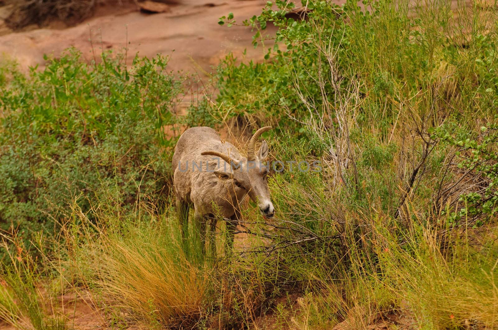 Rocky Mountain sheep in Cedar breaks National Park, utah