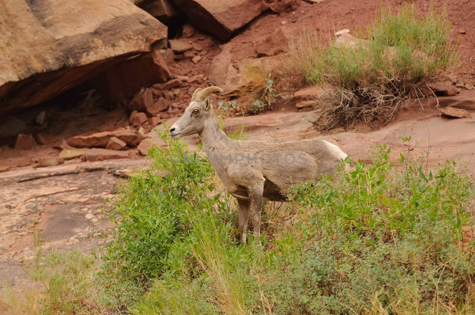 Rocky Mountain sheep in Cedar breaks National Park, utah