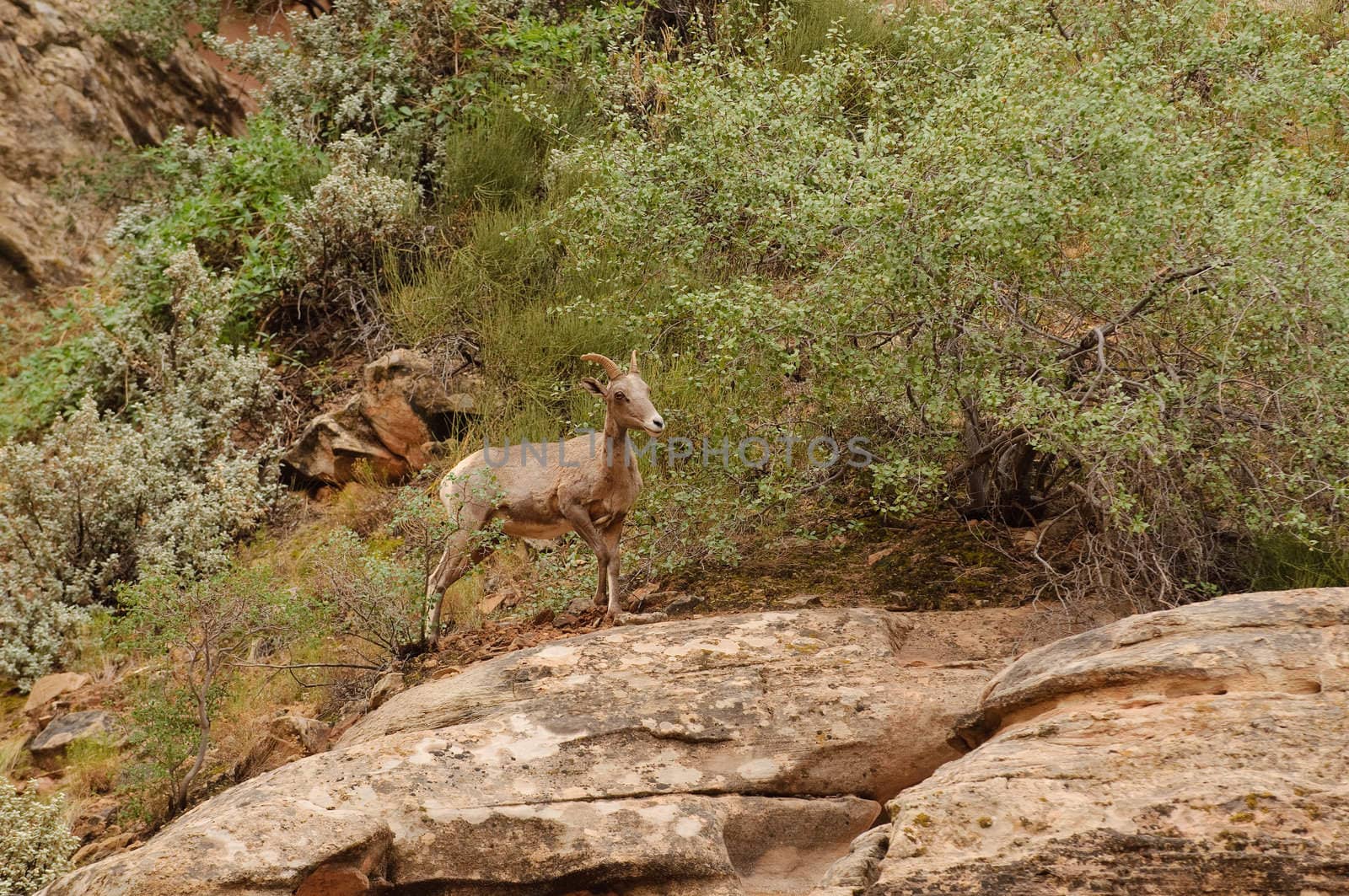 Rocky Mountain sheep in Cedar breaks National Park, utah