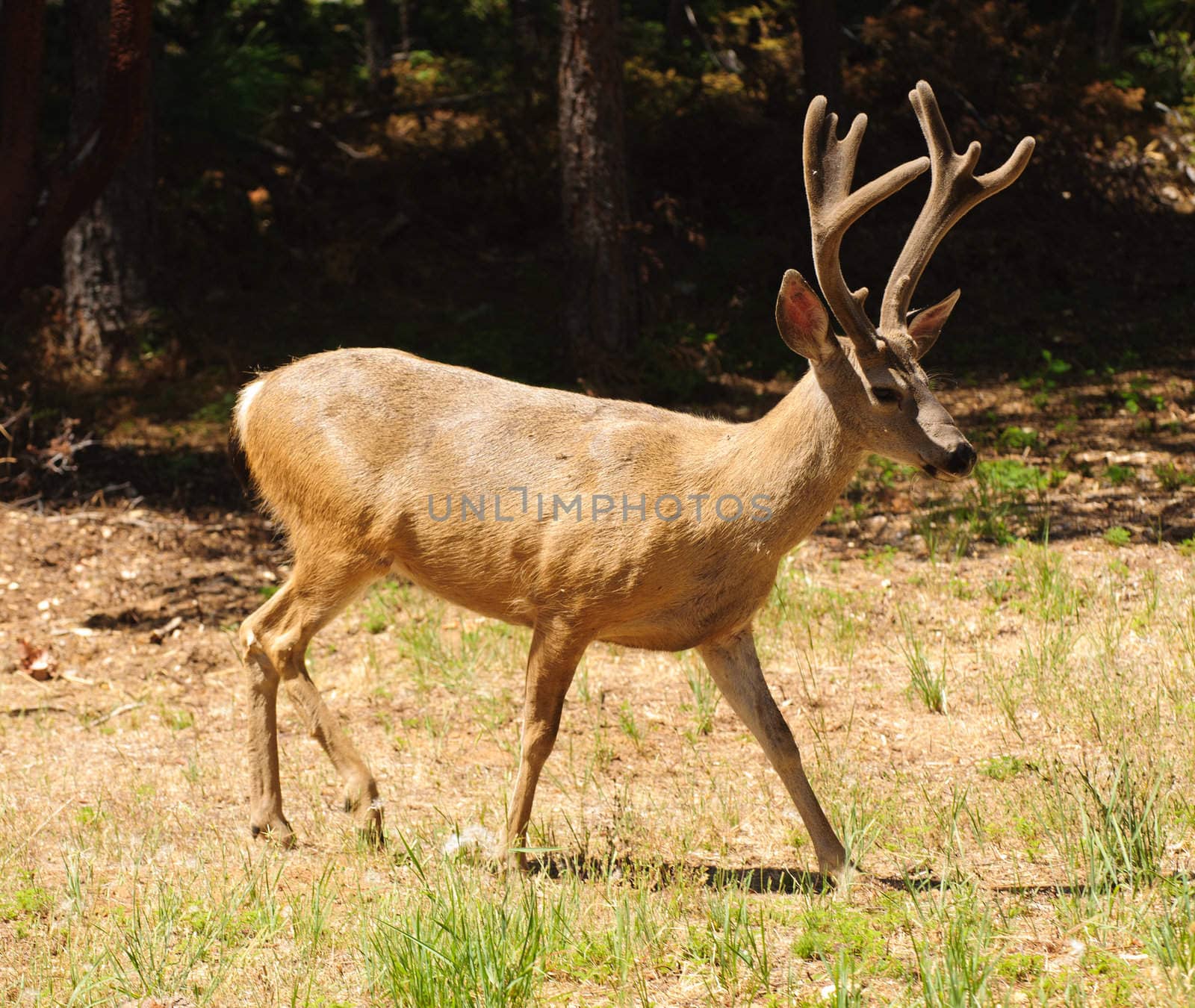 closeup of a black-tailed buck walking