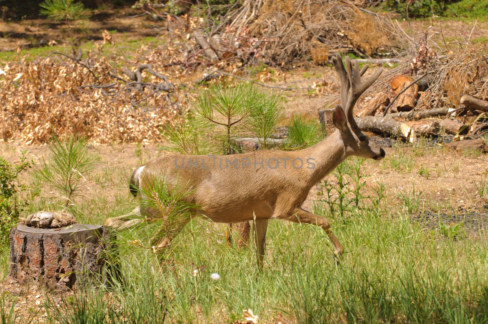 Colombian Black-tailed buck tip-toeing through some logging area