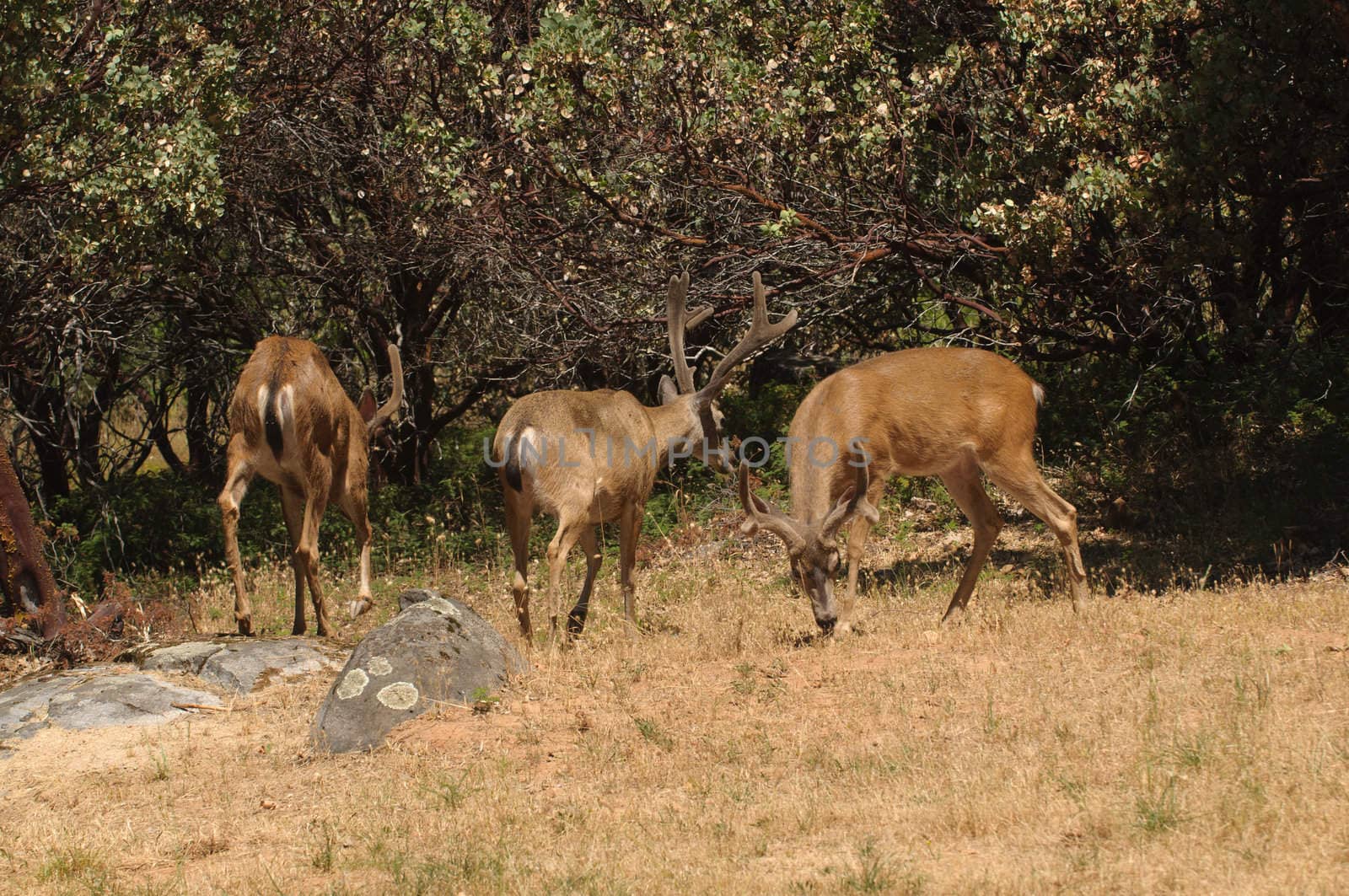 group of black-tailed bucks by jeffbanke