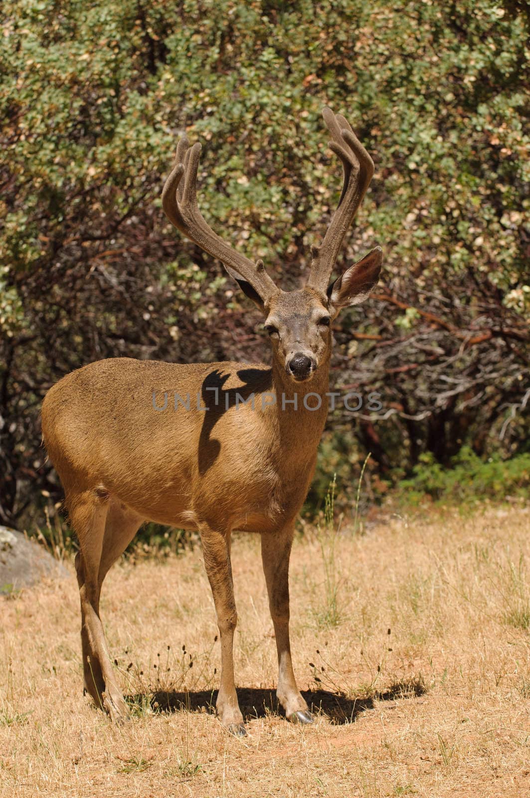 Black-tailed buck  by jeffbanke