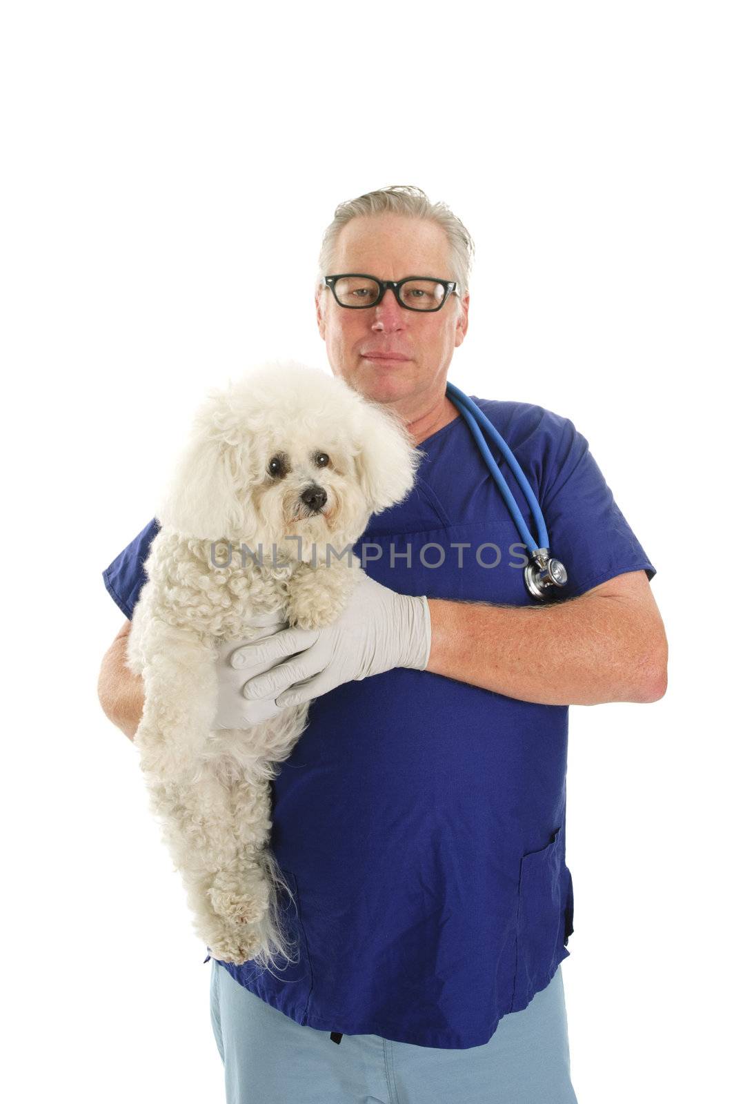 smiling veterinarian checking a Bichon frise