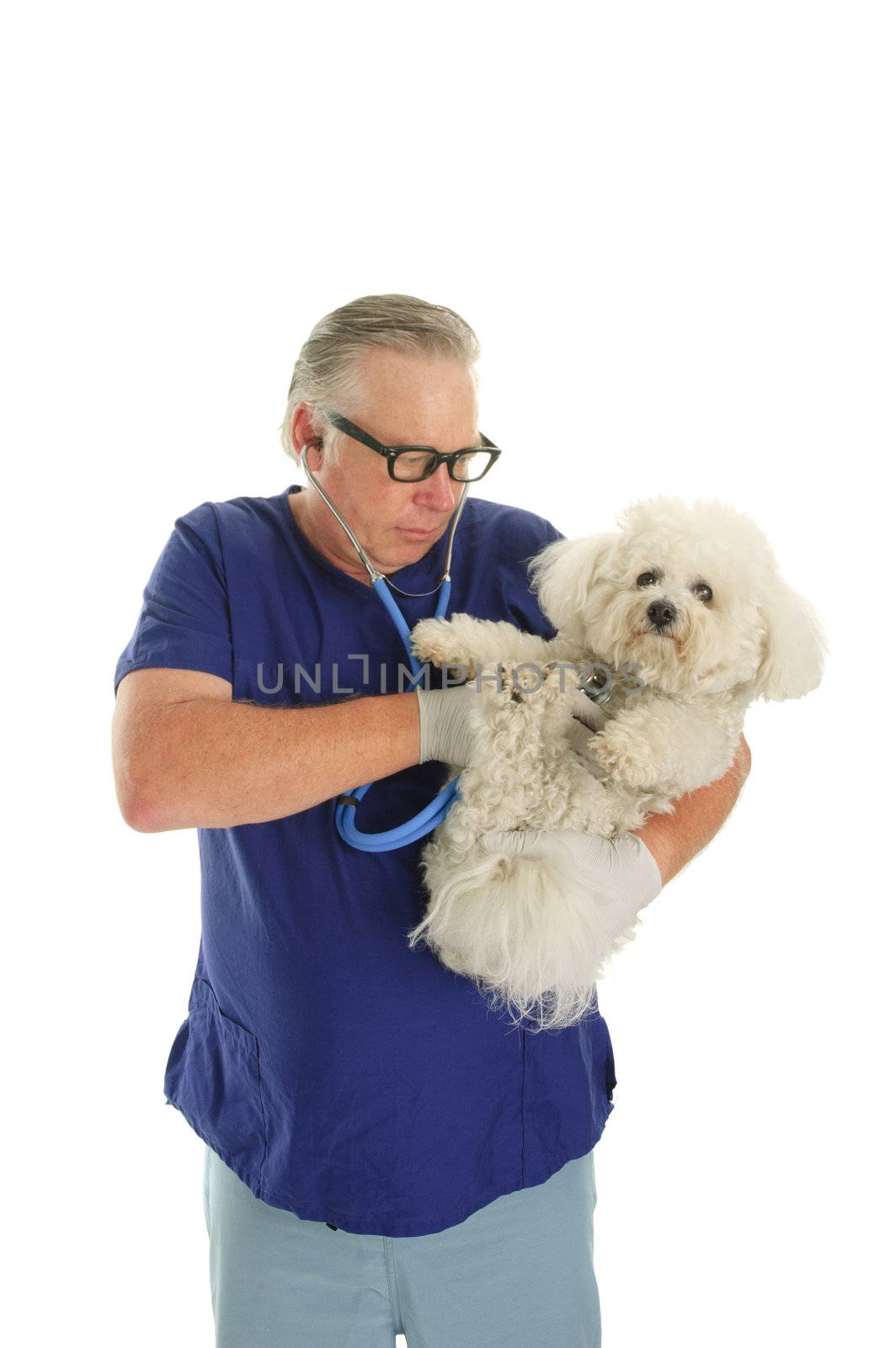 veterinarian checking the heartbeat of a Bichon frise