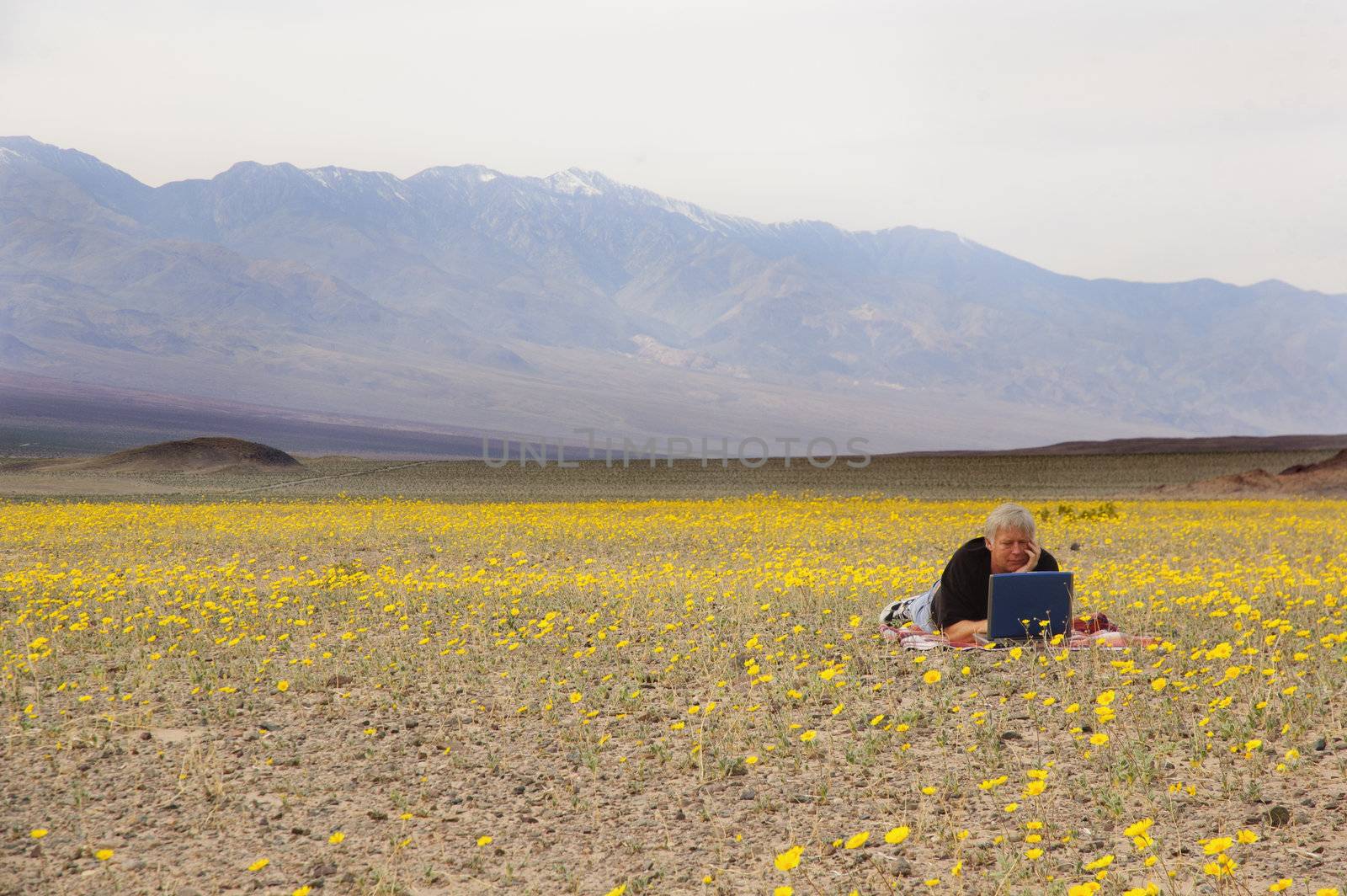 botanist in Death Valley relaxing amid the desert spring flowers catching up on some work 