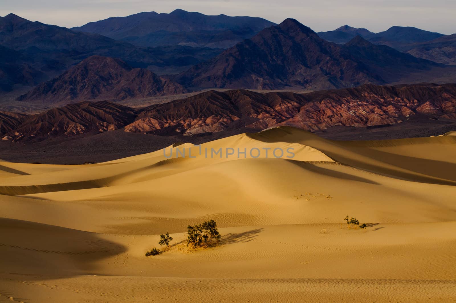 Mesquite dunes in Death valley