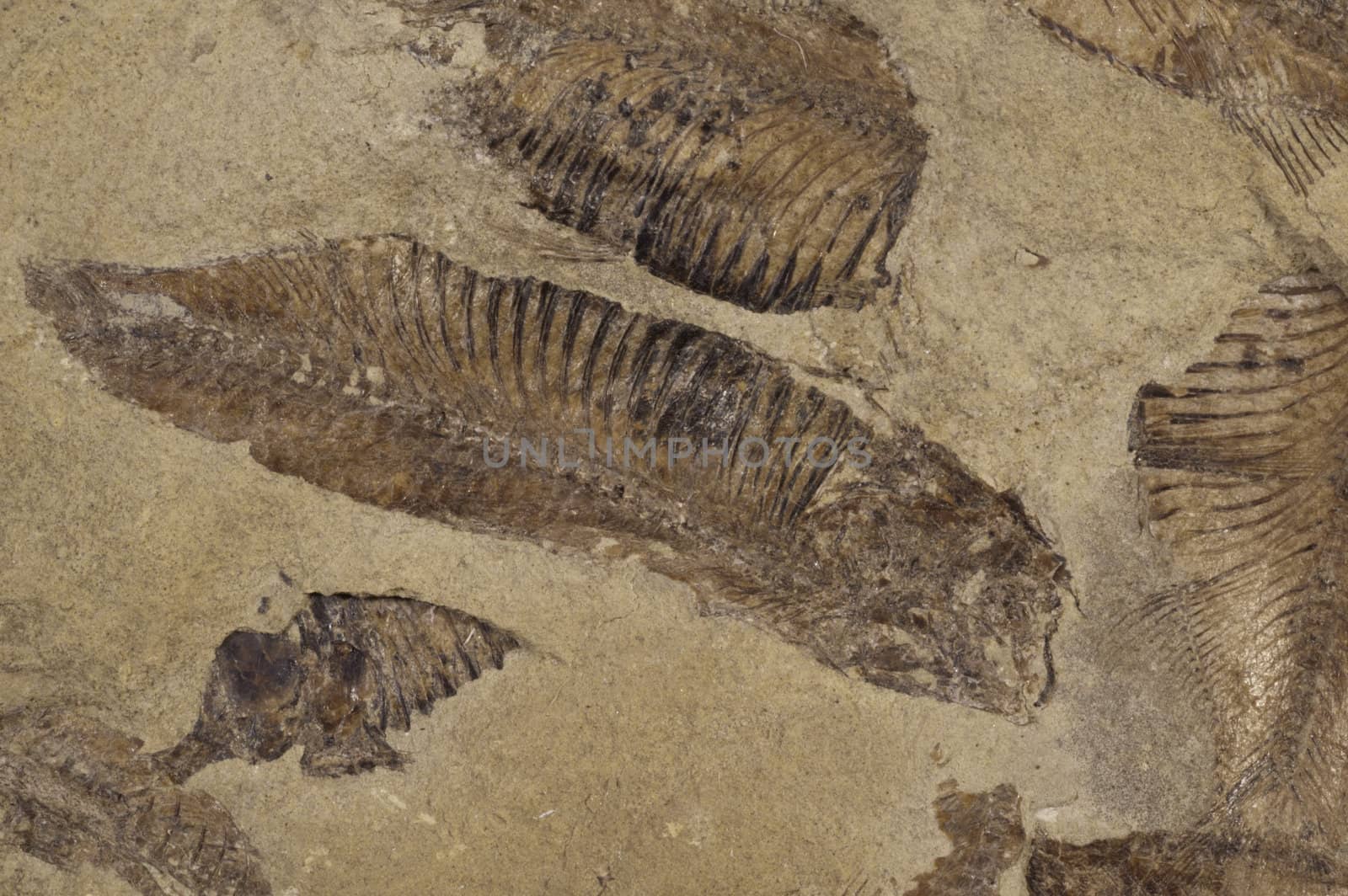 fossilised fish in a bed of sandstone
