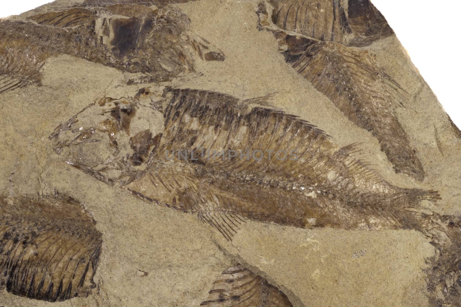 fossilised fish in a bed of sandstone
