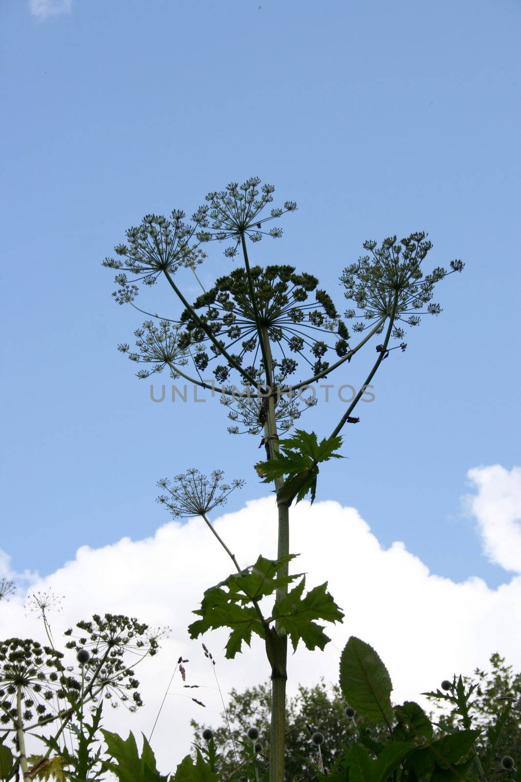 Herkulesstaude (Heracleum mantegazzianum)gegen blauen himmel fotografiert	
Giant hogweed (Heracleum mantegazzianum) against blue sky photographs