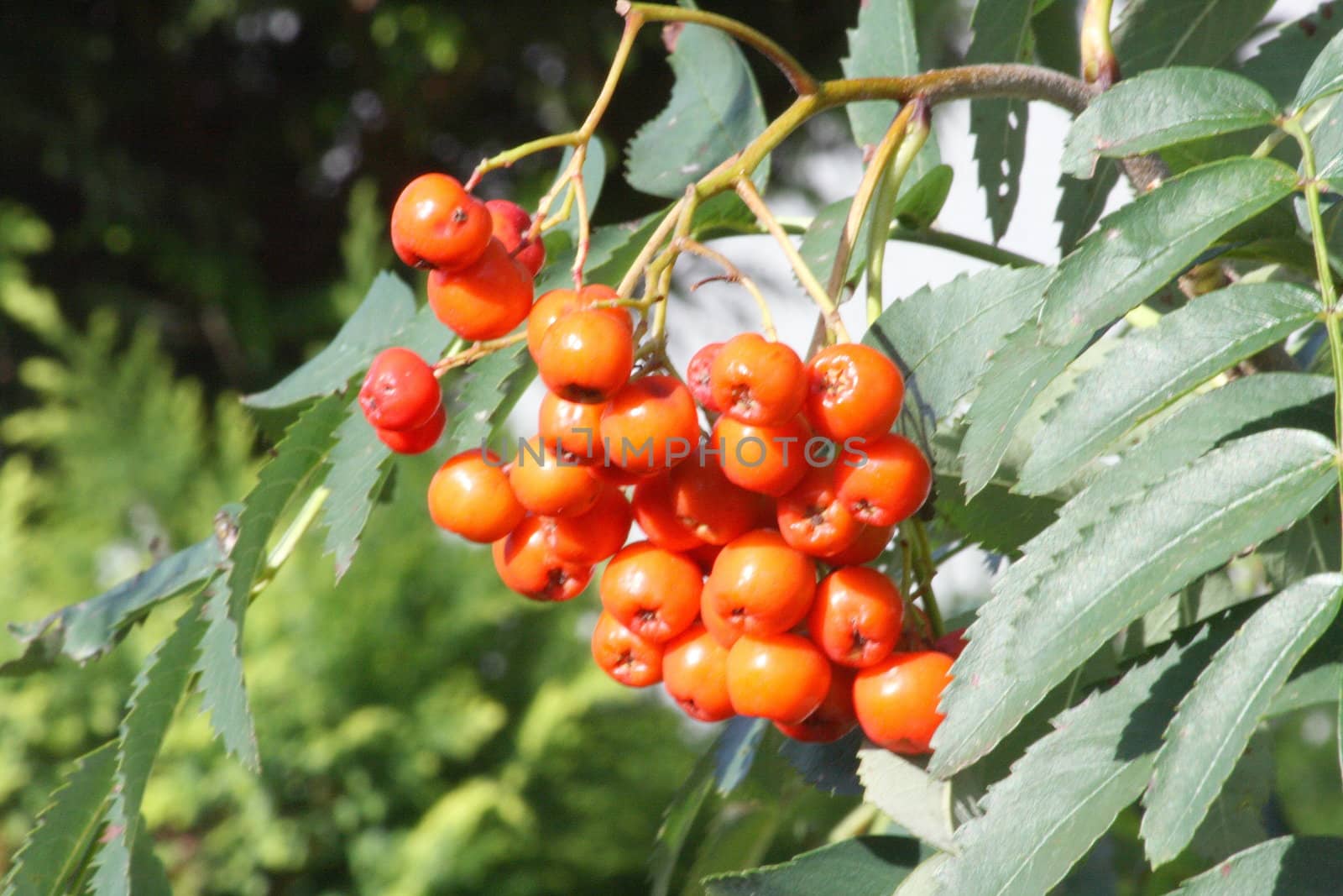 Reife Früchte eines Vogelbeeren-baumes (Sorbus aucuparia)	
Ripe fruit of a rowan tree (Sorbus aucuparia)