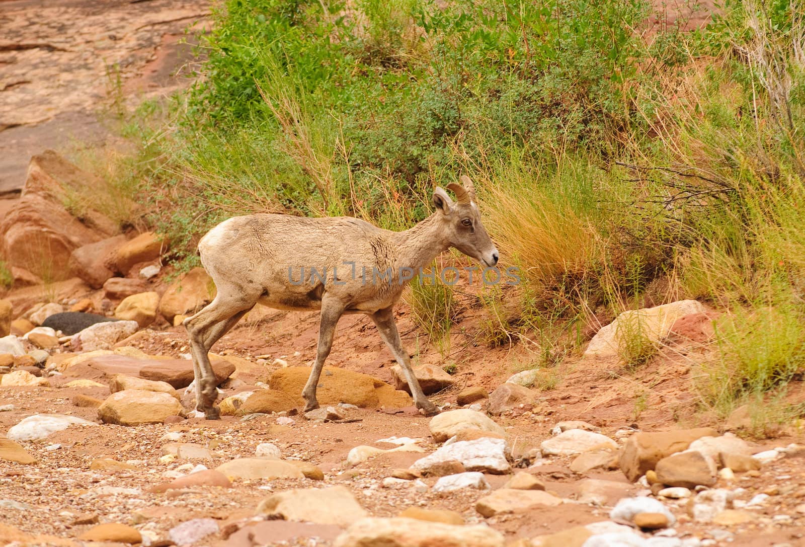 Rocky Mountain sheep  by jeffbanke