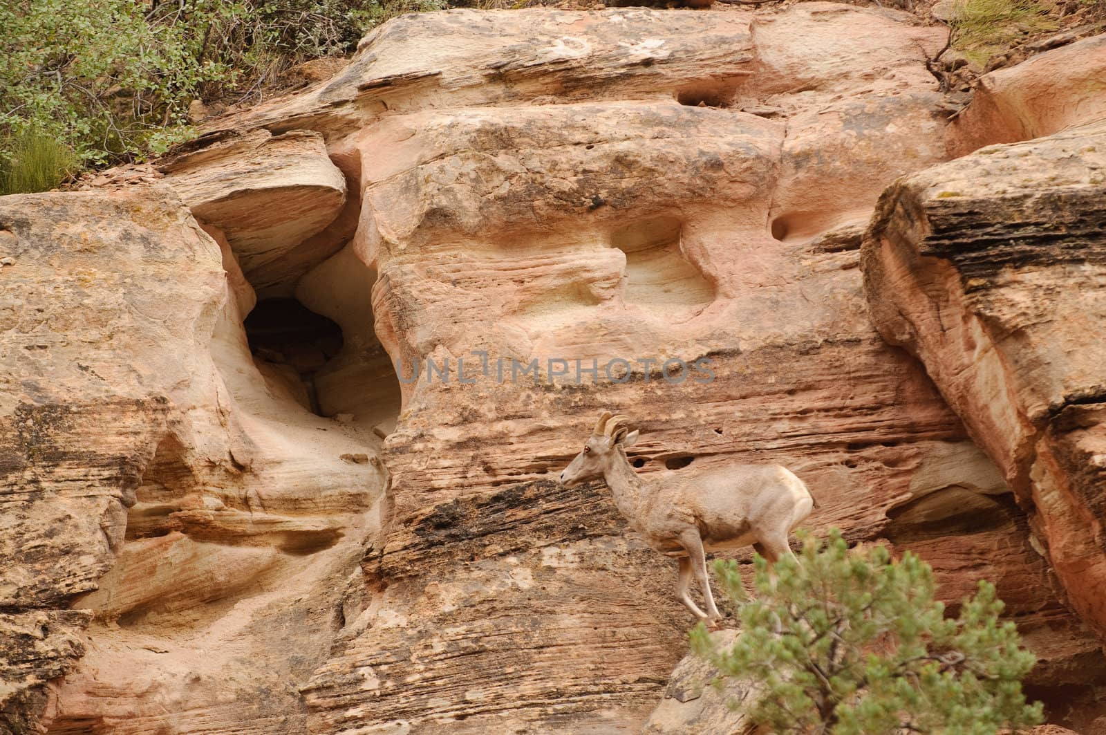 Rocky Mountain sheep  by jeffbanke