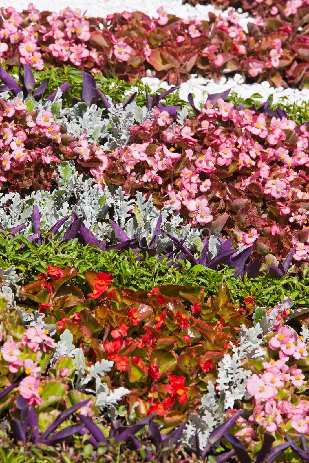 nature series: fresh flower outdoor design texture