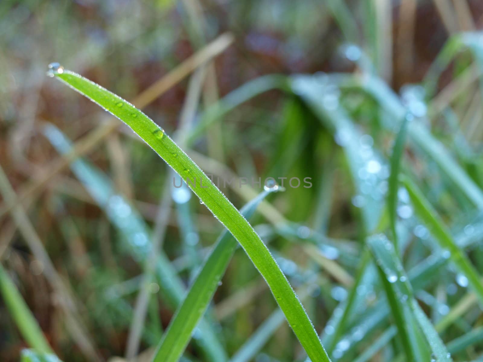 Gras with dew on it.