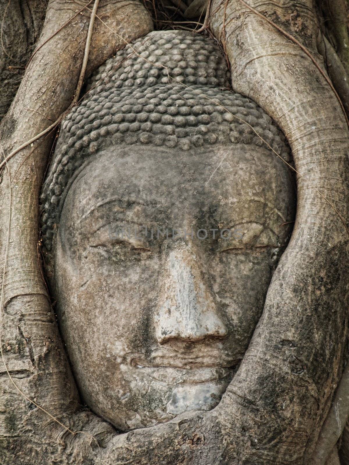 Buddha head carved in a tree in Wat Mahathat temple in Ayutthaya Thailand