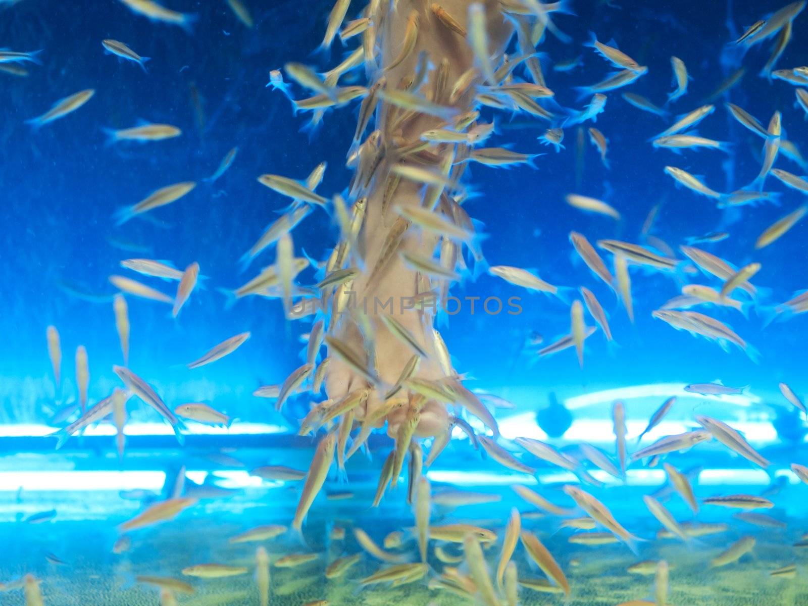 Young girl dipping her legs inside an aquarium filled with by Garra rufa aka Doctor Fish inThailand