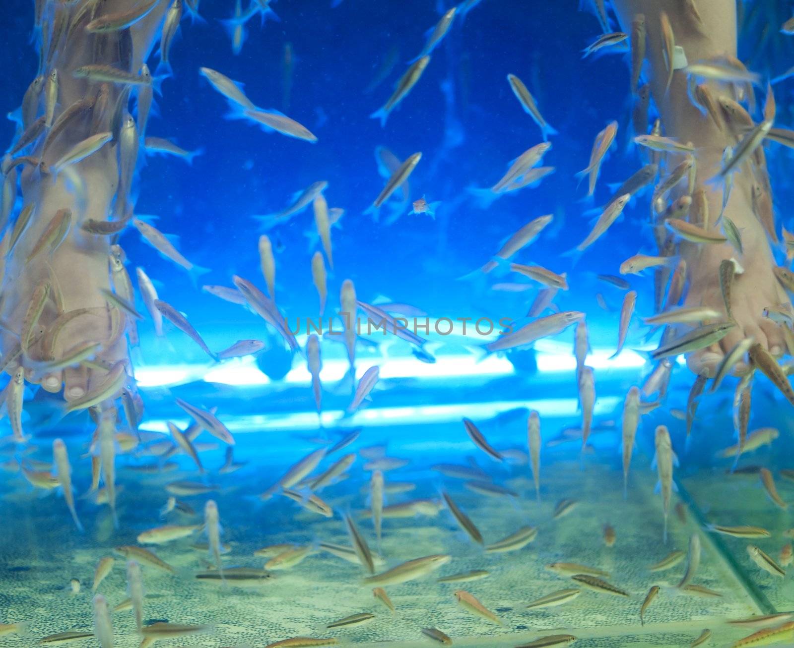 Young girl dipping her legs inside an aquarium filled with by Garra rufa aka Doctor Fish inThailand