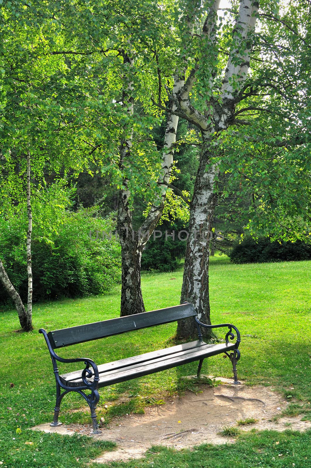 Empty wooden bench and trees in the park