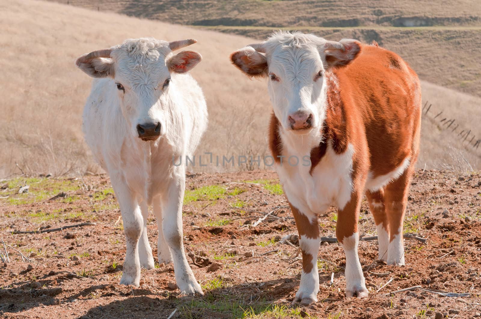 cattle on a ranch in California