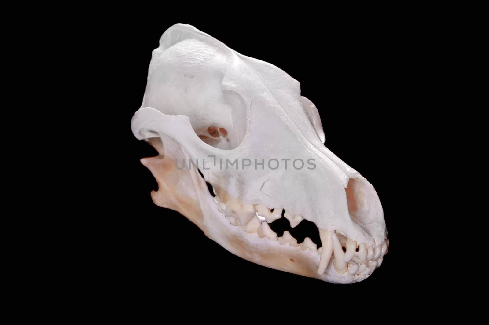Skull of a coyote (canis Latrans) on a black background