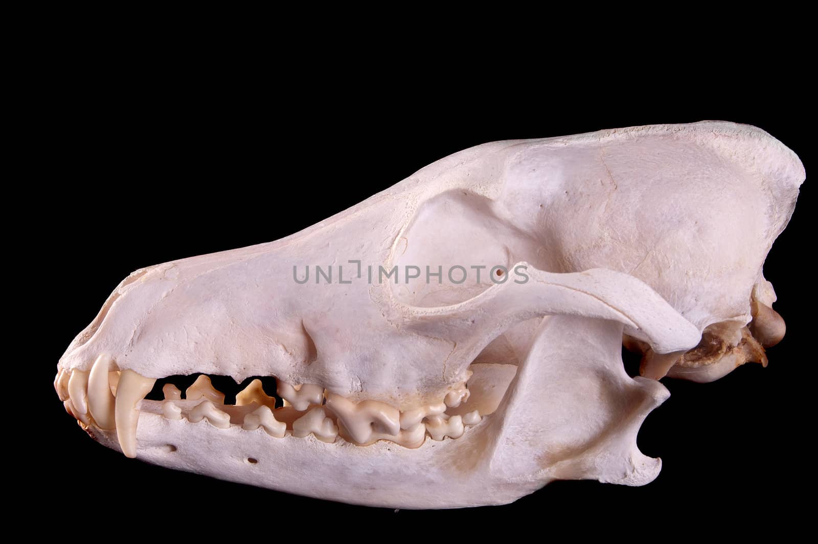 Skull of a coyote (canis Latrans) on a black background
