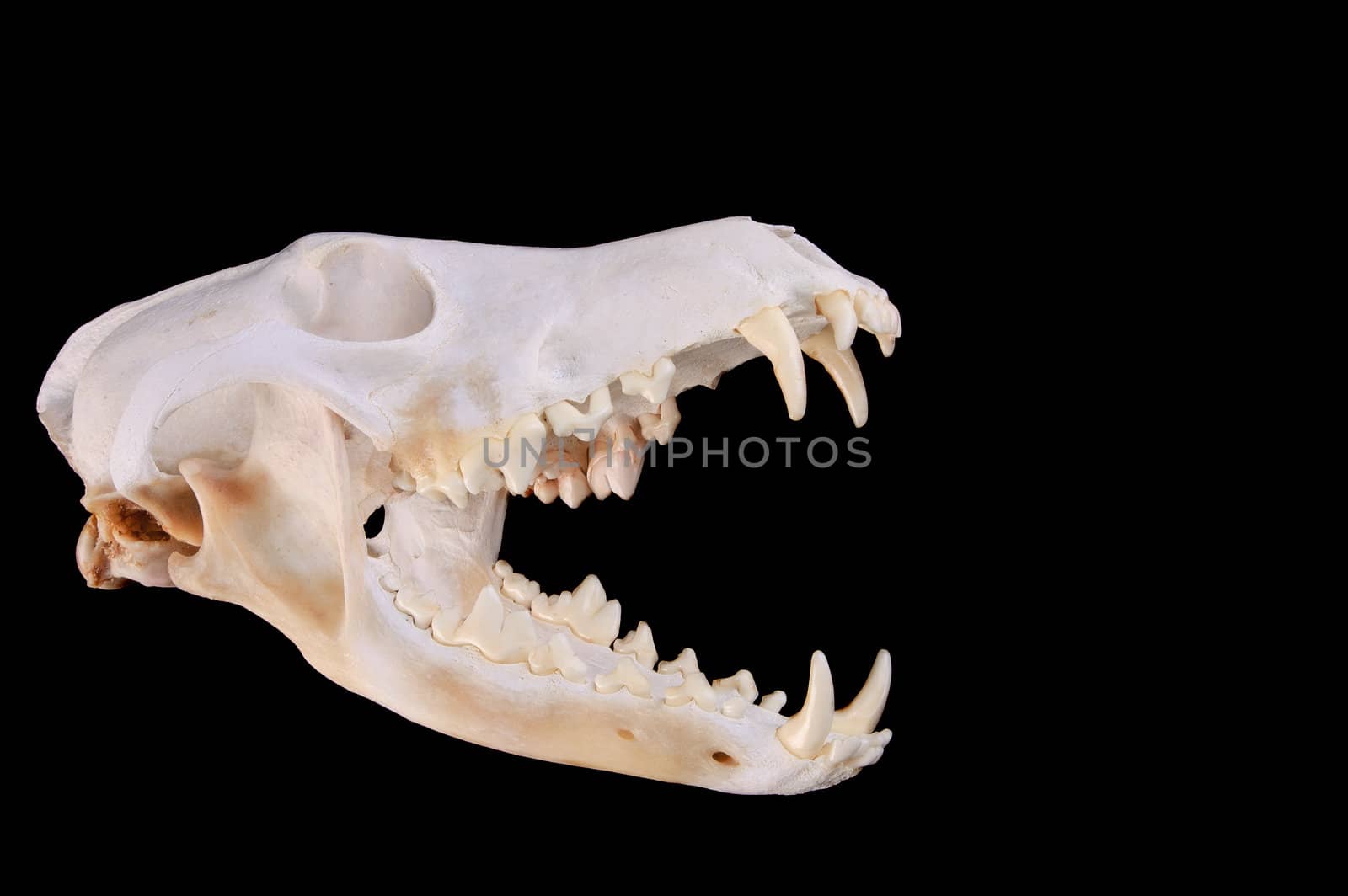 Skull of a coyote (canis Latrans) on a black background with jaw open