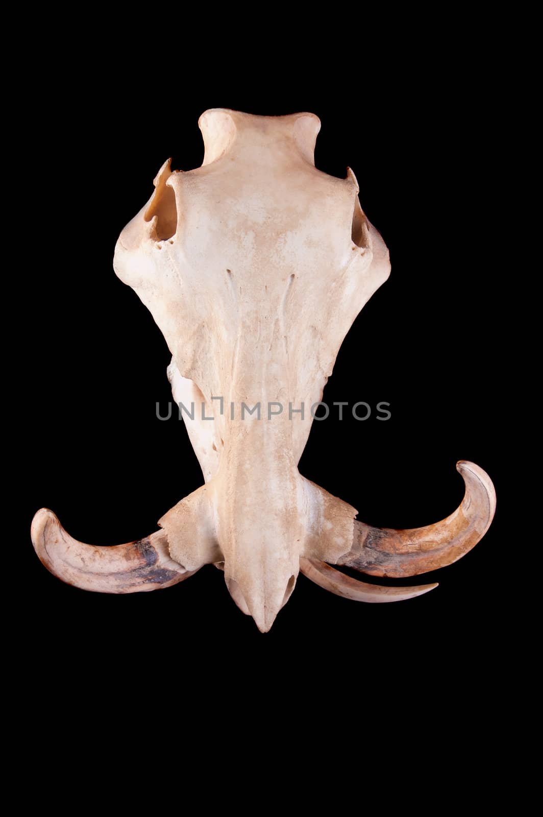Skull of an African Wart hog on a black background