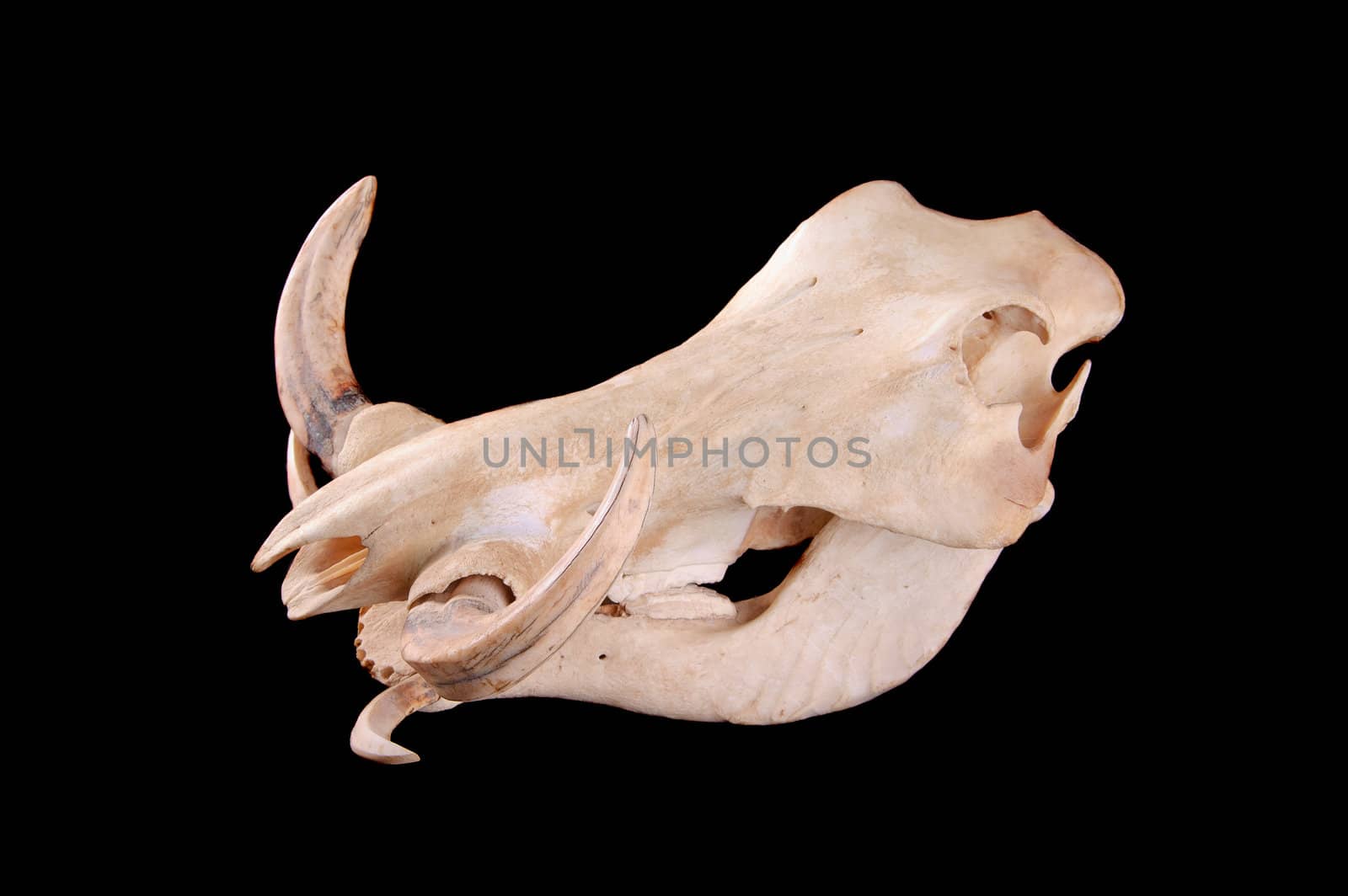 skull of an African Wart hog on a black background