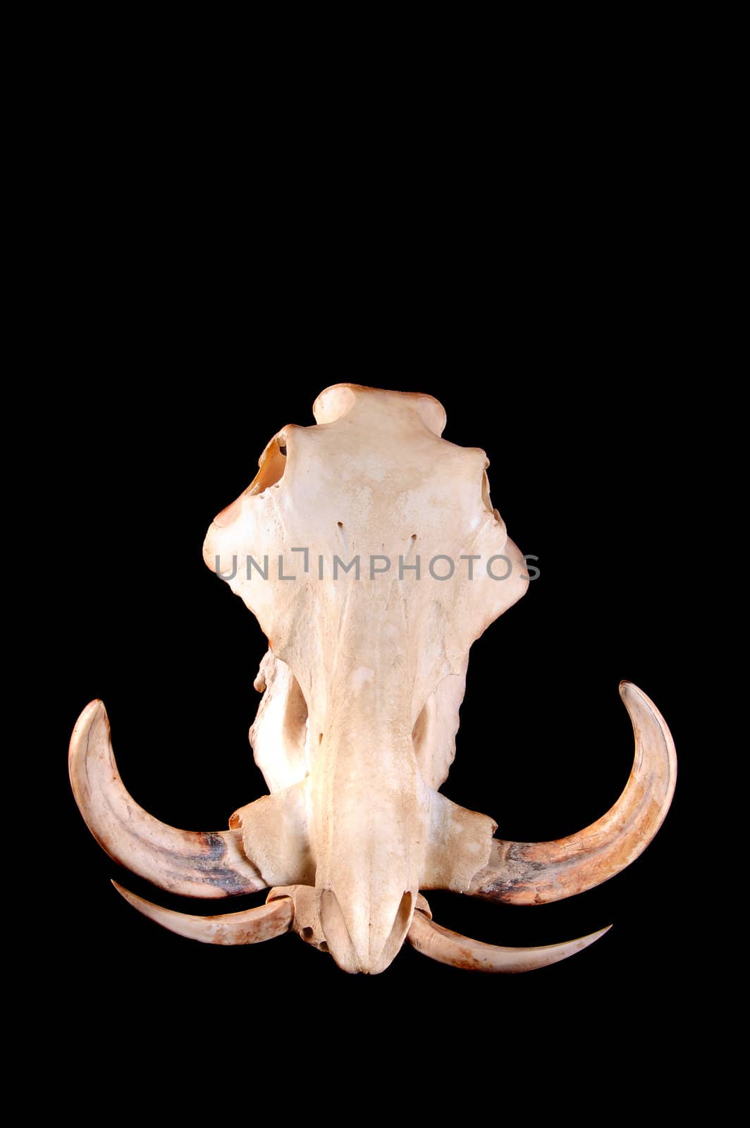 skull of an African Wart hog on a black background