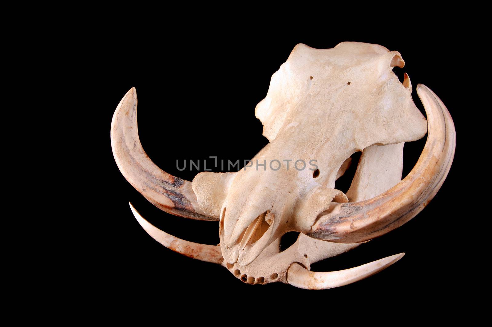 skull of an African Wart hog on a black background by jeffbanke