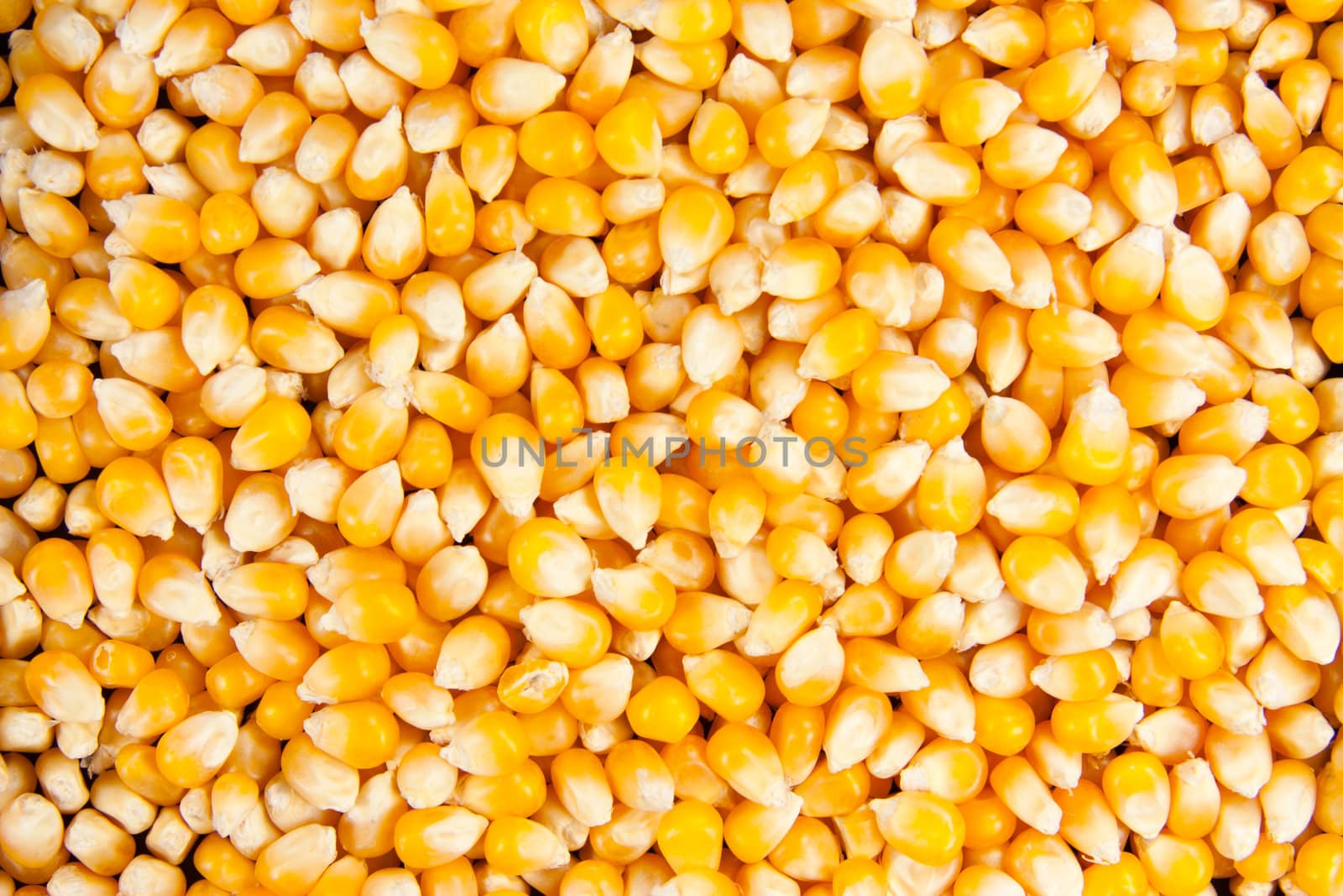 Picture of several dried mais corn - closeup