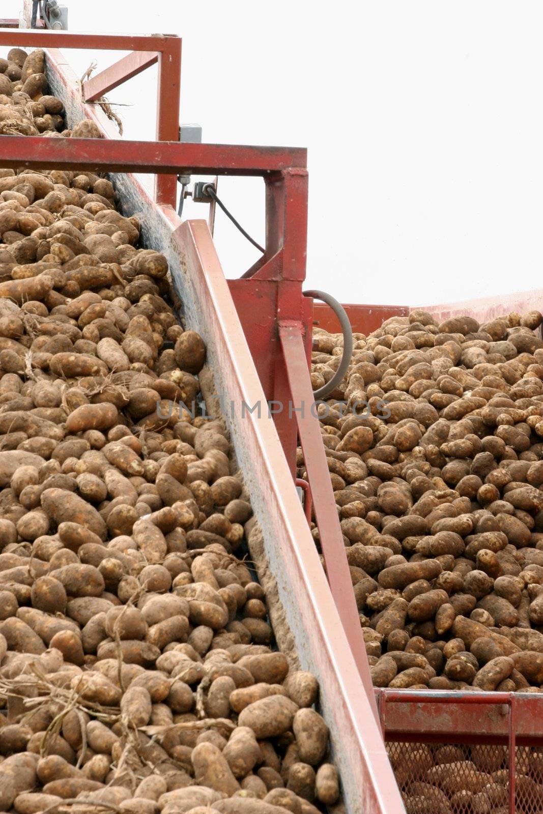 Conveyor belt full of harvested potatoes
