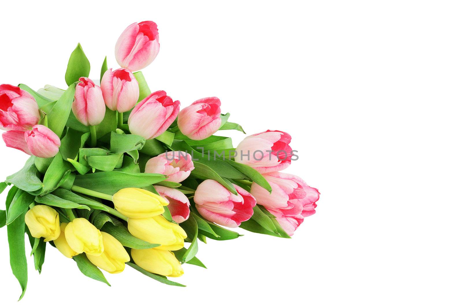 Bouquet of tulips on white background 
