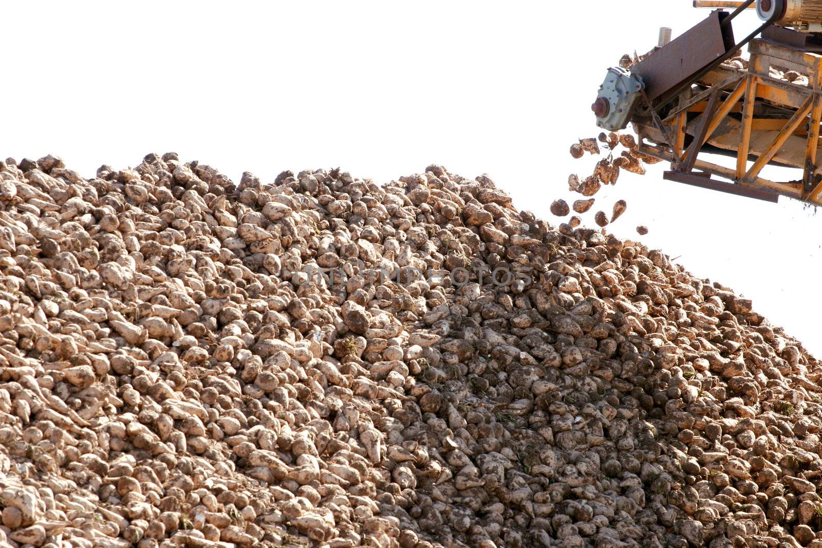Sugar beets falling off conveyor belt into massive pile during harvest