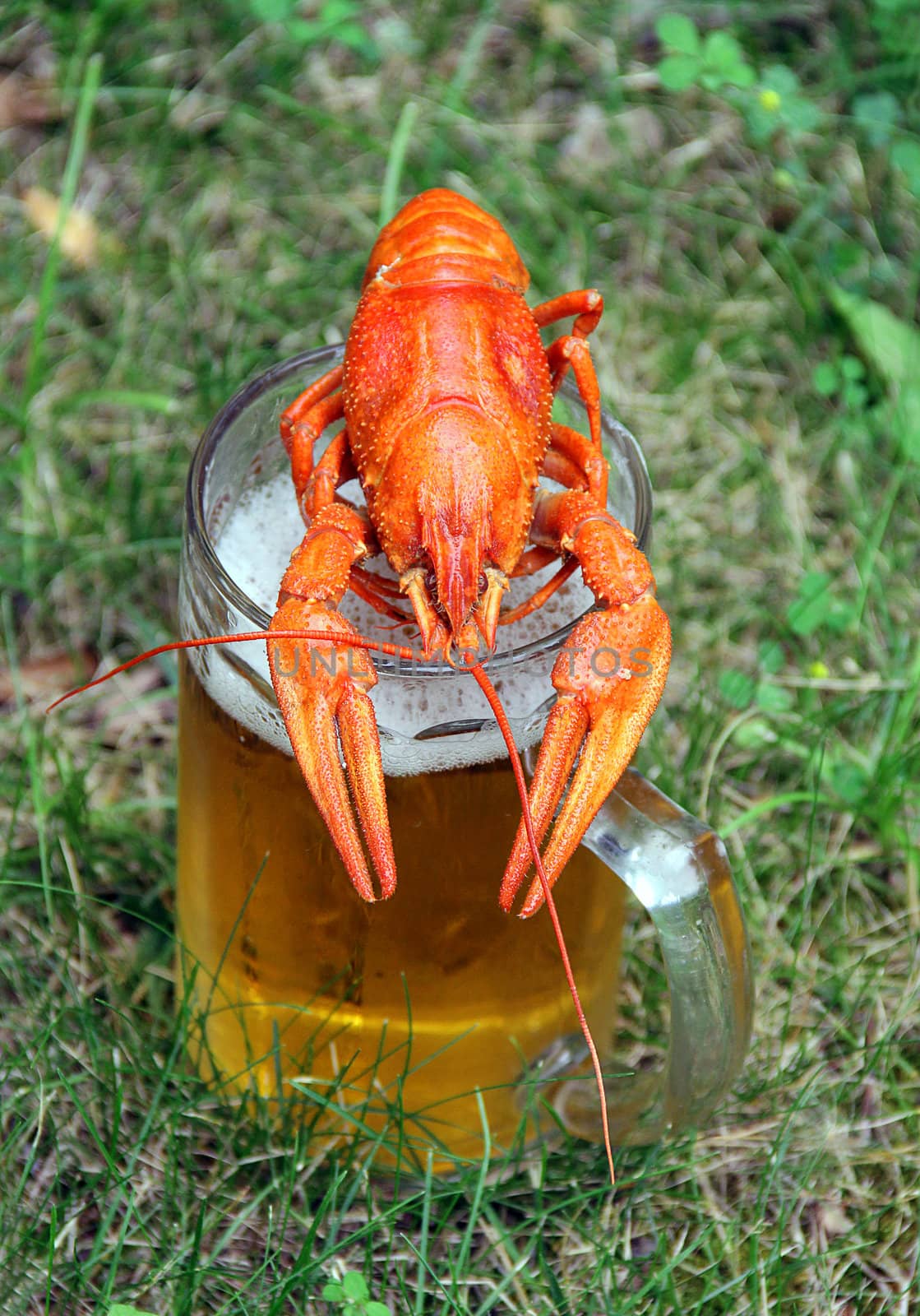 Red crawfish with beer on green grass