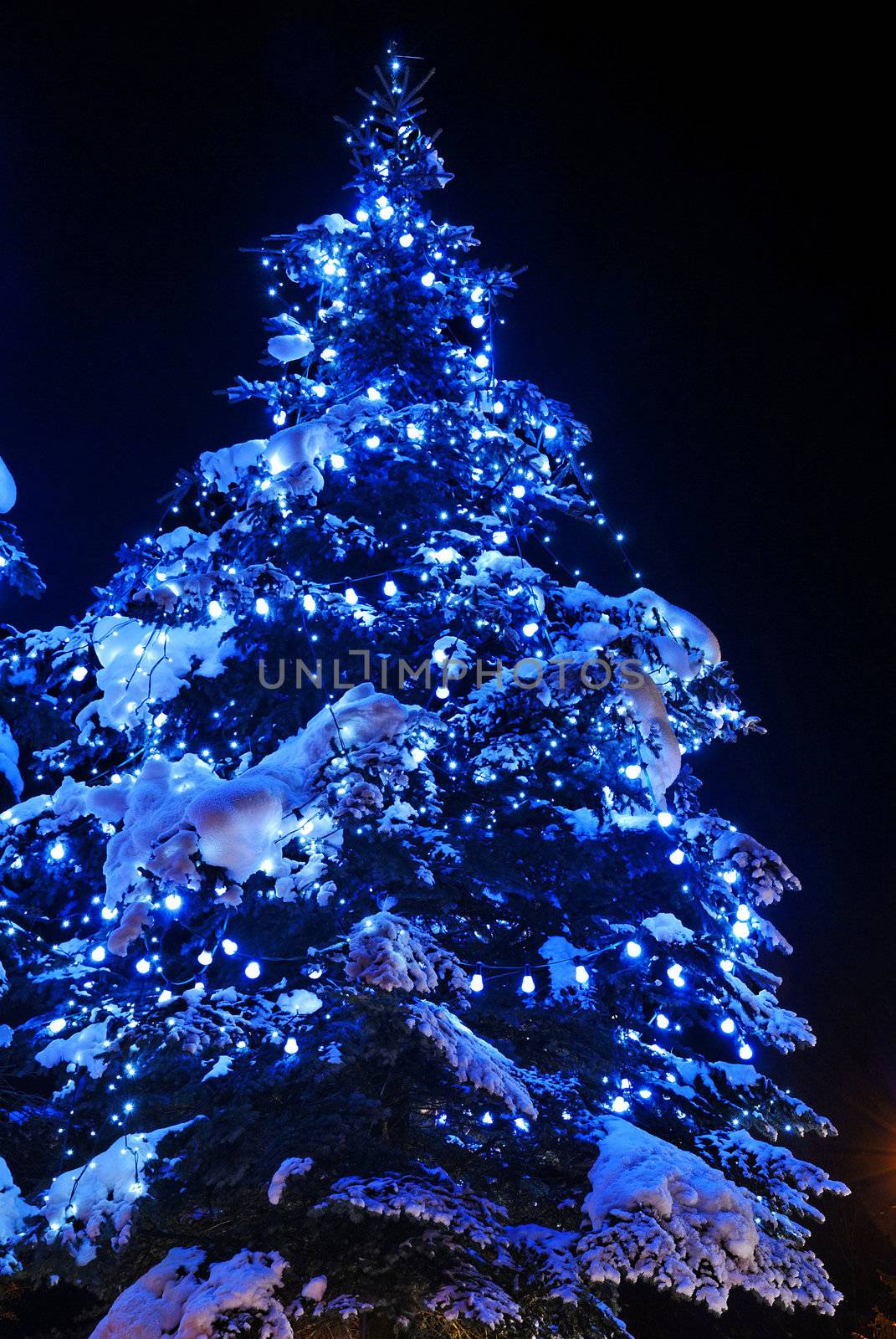 Christmas trees in public space