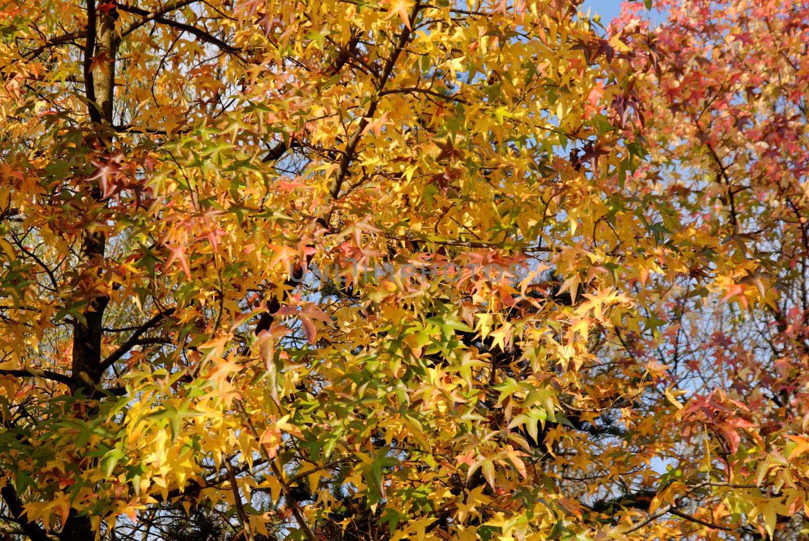 Autumn leaves on the branches of tree in the park