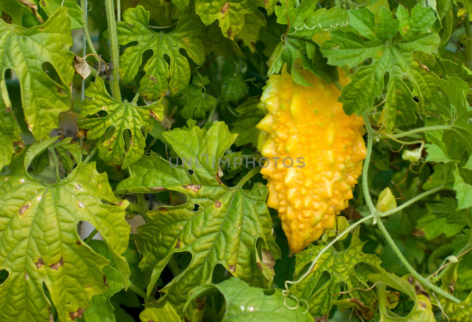 Yellow momordika on the bush - Indian cucumber