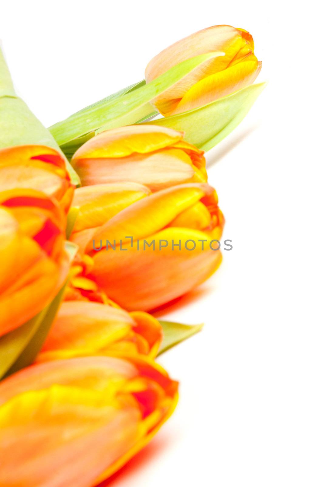 bunch of yellow orange tulips isolated on white by ladyminnie