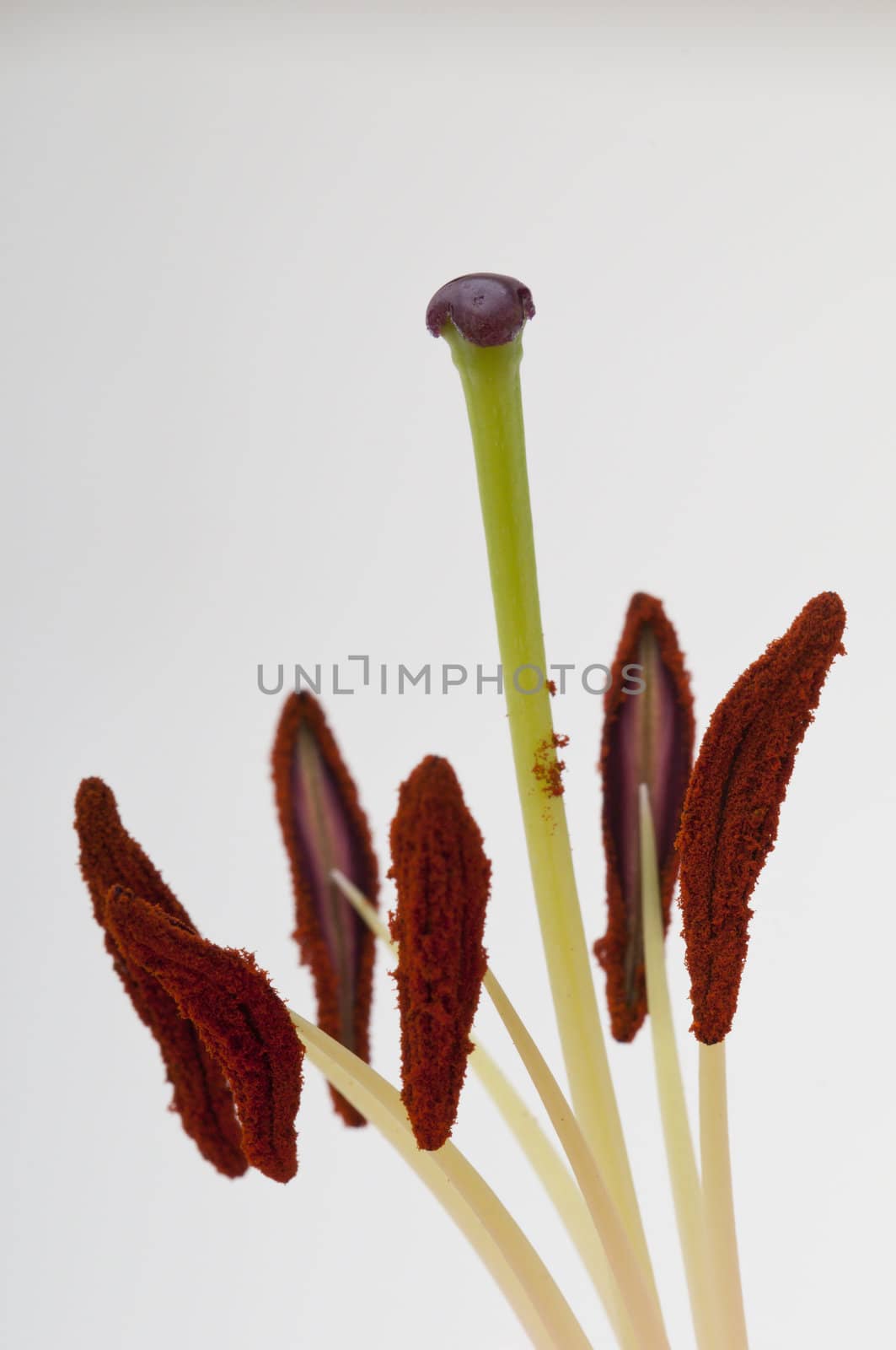 Detail of the stamen with pollen powder of a Lilium flower