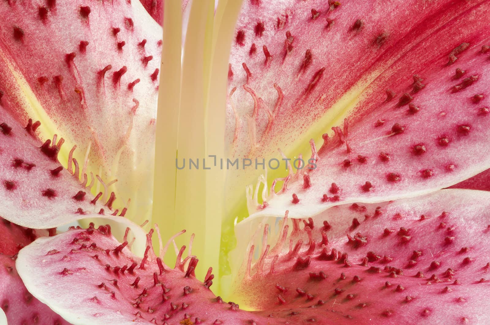 Detail of the stamen with pollen powder of a Lilium flower