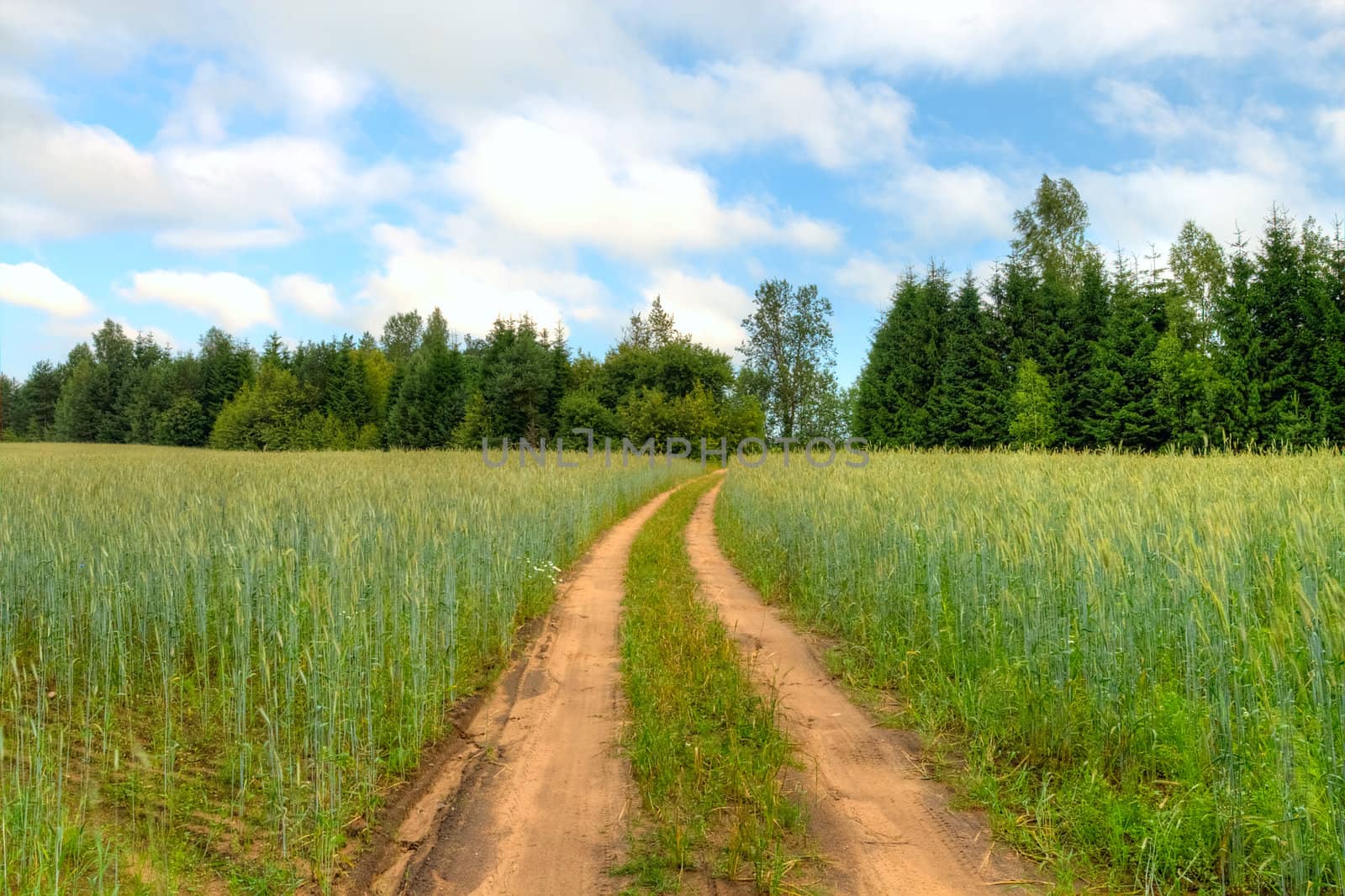 country road through rye field