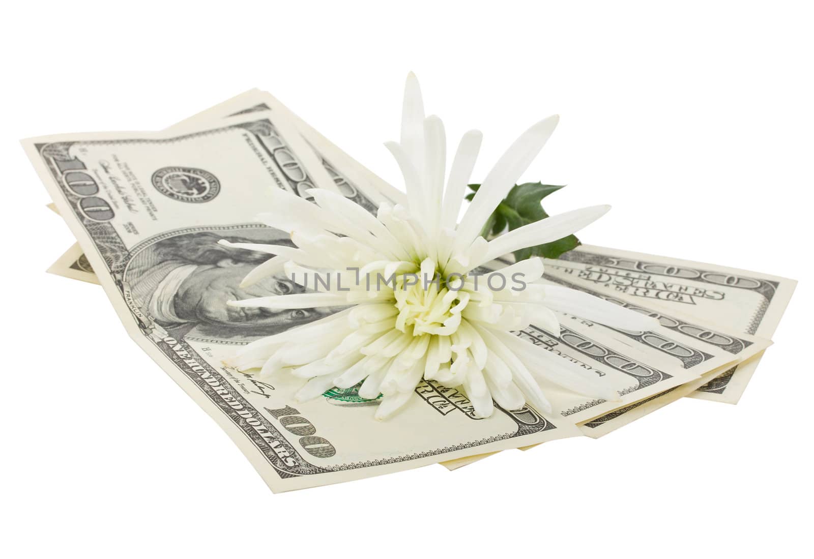 close-up dollars and flower, isolated on white